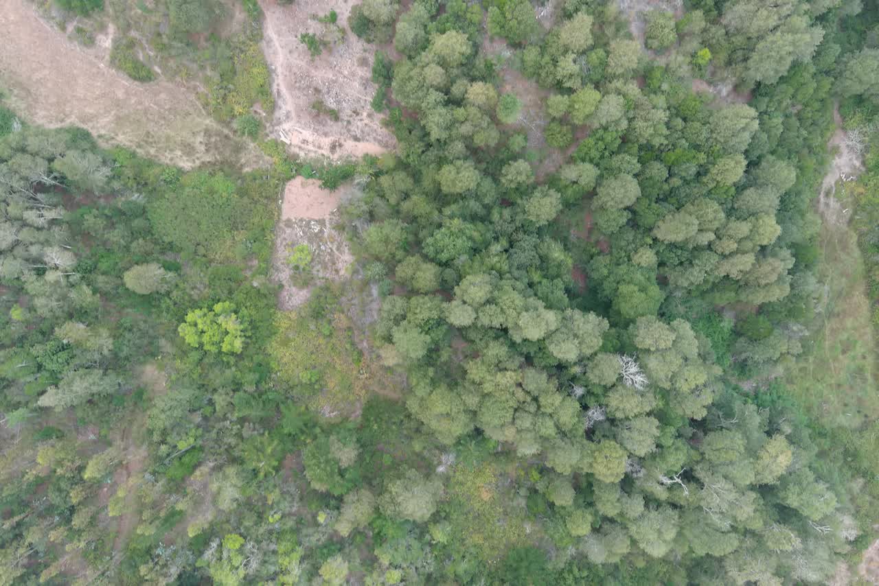 Parche de bosque nativo visto desde el dron